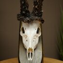 Record-breaking Antler Replica "Marton Vasar" Roe Deer Antlers, Roe Buck, Roe Deer, 11/24