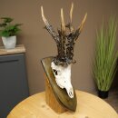 Record-breaking Antler Replica "Marton Vasar" Roe Deer Antlers, Roe Buck, Roe Deer, 11/24