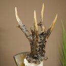 Record-breaking Antler Replica "Marton Vasar" Roe Deer Antlers, Roe Buck, Roe Deer, 11/24