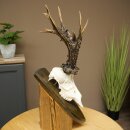 Record-breaking Antler Replica "Marton Vasar" Roe Deer Antlers, Roe Buck, Roe Deer, 11/24