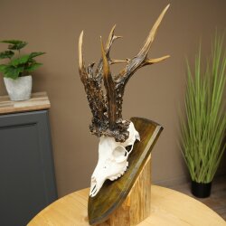 Record-breaking Antler Replica "Marton Vasar" Roe Deer Antlers, Roe Buck, Roe Deer, 11/24