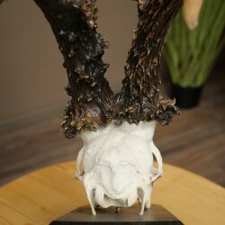 Record-breaking Antler Replica "Marton Vasar" Roe Deer Antlers, Roe Buck, Roe Deer, 11/24