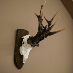 Record-breaking Antler Replica "Marton Vasar" Roe Deer Antlers, Roe Buck, Roe Deer, 11/24