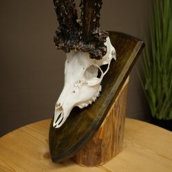Record-breaking Antler Replica "Marton Vasar" Roe Deer Antlers, Roe Buck, Roe Deer, 11/24