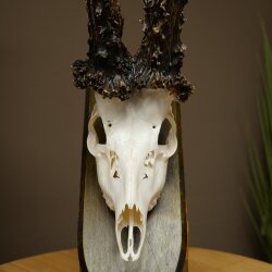 Record-breaking Antler Replica "Marton Vasar" Roe Deer Antlers, Roe Buck, Roe Deer, 11/24