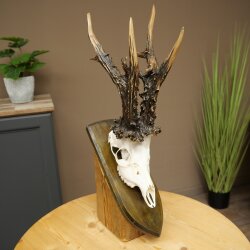 Record-breaking Antler Replica "Marton Vasar" Roe Deer Antlers, Roe Buck, Roe Deer, 11/24