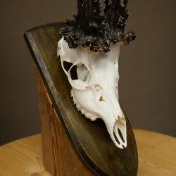 Record-breaking Antler Replica "Marton Vasar" Roe Deer Antlers, Roe Buck, Roe Deer, 11/24