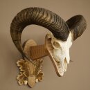 Muflone (Ovis orientalis musimon) – Corna di ariete...
