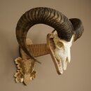 Muflone (Ovis orientalis musimon) – Corna di ariete...