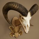 Mouflon (Ovis orientalis musimon) Ram Antlers Skull Trophy HL 81 cm on a trophy shield 82.1.160