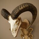 Mouflon (Ovis orientalis musimon) Ram Antlers Skull Trophy HL 81 cm on a trophy shield 82.1.160