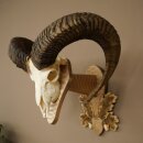 Mouflon (Ovis orientalis musimon) Ram Antlers Skull Trophy HL 81 cm on a trophy shield 82.1.160