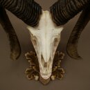 Mouflon (Ovis orientalis musimon) Ram Antlers Skull Trophy HL 81 cm on a trophy shield 82.1.160