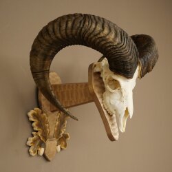 Mouflon (Ovis orientalis musimon) Ram Antlers Skull Trophy HL 81 cm on a trophy shield 82.1.160