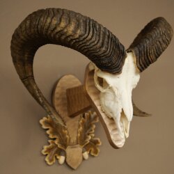 Mouflon (Ovis orientalis musimon) Ram Antlers Skull Trophy HL 81 cm on a trophy shield 82.1.160