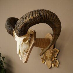 Mouflon (Ovis orientalis musimon) Ram Antlers Skull Trophy HL 81 cm on a trophy shield 82.1.160