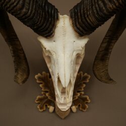 Mouflon (Ovis orientalis musimon) Ram Antlers Skull Trophy HL 81 cm on a trophy shield 82.1.160