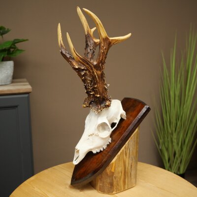 Record-breaking Antler Replica "Jaszkiser 1975" Roe Deer Antlers Roe Buck Roe Deer 12/24