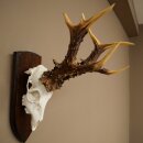 Record-breaking Antler Replica "Jaszkiser 1975"...