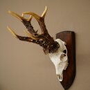 Record-breaking Antler Replica "Jaszkiser 1975" Roe Deer Antlers Roe Buck Roe Deer 12/24
