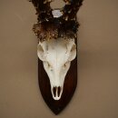 Record-breaking Antler Replica "Jaszkiser 1975" Roe Deer Antlers Roe Buck Roe Deer 12/24