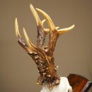 Record-breaking Antler Replica "Jaszkiser 1975" Roe Deer Antlers Roe Buck Roe Deer 12/24