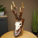 Record-breaking Antler Replica "Jaszkiser 1975" Roe Deer Antlers Roe Buck Roe Deer 12/24