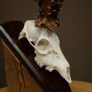 Record-breaking Antler Replica "Jaszkiser 1975" Roe Deer Antlers Roe Buck Roe Deer 12/24