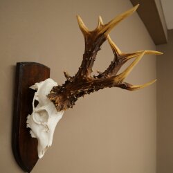 Record-breaking Antler Replica "Jaszkiser 1975" Roe Deer Antlers Roe Buck Roe Deer 12/24