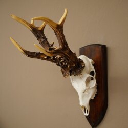 Record-breaking Antler Replica "Jaszkiser 1975" Roe Deer Antlers Roe Buck Roe Deer 12/24