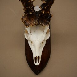 Record-breaking Antler Replica "Jaszkiser 1975" Roe Deer Antlers Roe Buck Roe Deer 12/24