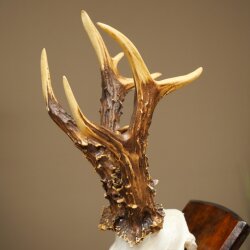 Record-breaking Antler Replica "Jaszkiser 1975" Roe Deer Antlers Roe Buck Roe Deer 12/24