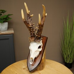 Record-breaking Antler Replica "Jaszkiser 1975" Roe Deer Antlers Roe Buck Roe Deer 12/24