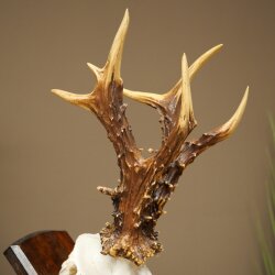 Record-breaking Antler Replica "Jaszkiser 1975" Roe Deer Antlers Roe Buck Roe Deer 12/24