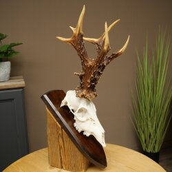 Record-breaking Antler Replica "Jaszkiser 1975" Roe Deer Antlers Roe Buck Roe Deer 12/24