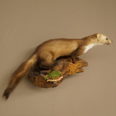 Marten, Stone Marten, Taxidermy Display, Height 27 cm, Taxidermy Specimen 89.5.258