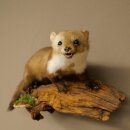 Marten, Stone Marten, Taxidermy Display, Height 27 cm, Taxidermy Specimen 89.5.258