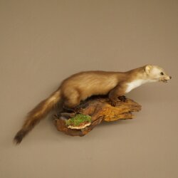 Marten, Stone Marten, Taxidermy Display, Height 27 cm, Taxidermy Specimen 89.5.258