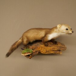 Marten, Stone Marten, Taxidermy Display, Height 27 cm, Taxidermy Specimen 89.5.258
