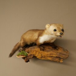 Marten, Stone Marten, Taxidermy Display, Height 27 cm, Taxidermy Specimen 89.5.258