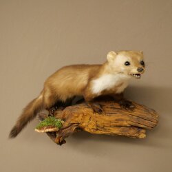 Marten, Stone Marten, Taxidermy Display, Height 27 cm, Taxidermy Specimen 89.5.258