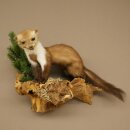 Marten (Stone Marten) Taxidermy Display, Height 34 cm, Taxidermy Specimen 89.5.259