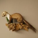 Marten (Stone Marten) Taxidermy Display, Height 34 cm, Taxidermy Specimen 89.5.259