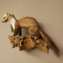Marten (Stone Marten) Taxidermy Display, Height 34 cm, Taxidermy Specimen 89.5.259