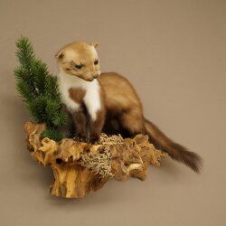 Marten (Stone Marten) Taxidermy Display, Height 34 cm, Taxidermy Specimen 89.5.259