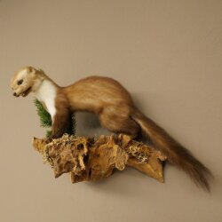 Marten (Stone Marten) Taxidermy Display, Height 34 cm, Taxidermy Specimen 89.5.259