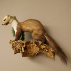 Marten (Stone Marten) Taxidermy Display, Height 34 cm, Taxidermy Specimen 89.5.259