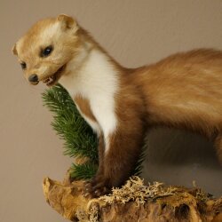 Marten (Stone Marten) Taxidermy Display, Height 34 cm, Taxidermy Specimen 89.5.259