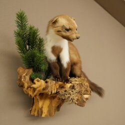Marten (Stone Marten) Taxidermy Display, Height 34 cm, Taxidermy Specimen 89.5.259