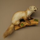 Marder Steinmarder Präparat Deko Höhe 44 cm Tierpräparat 89.5.261